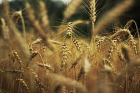 Оптом купуємо пшеницю, продовольчу та фуражну