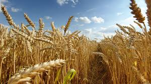 Фото 2. Оптом купуємо пшеницю, продовольчу та фуражну