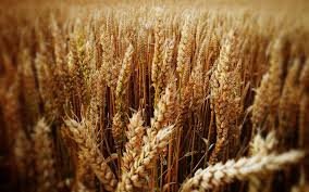 Фото 3. Оптом купуємо пшеницю, продовольчу та фуражну