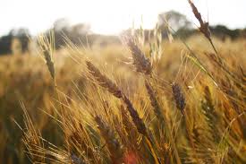 Фото 4. Оптом купуємо пшеницю, продовольчу та фуражну