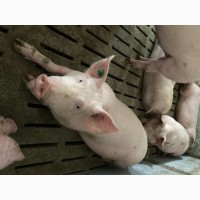 Продам свиней мясных живым весом 115-130 кг