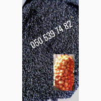Продам чернушку (семена лука Штутгарт) урожай 2020