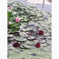 Продам водяные лилии (нимфеи)