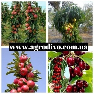 Колоновидные и среднерослые деревья, а также различный кустарник и роз на сайте Агродиво