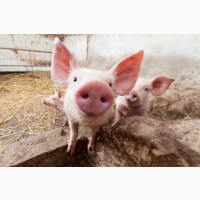 Продам БМВД для свиней Старт 25%