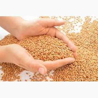 Закупаем пшеницу по всей Украине, Херсон, Николаев