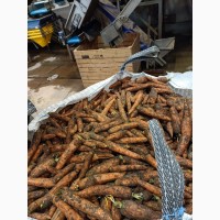 Продаем морковь Цена 5, 45 грн.кг. От производителя - Польша