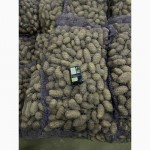 Продам посадкову картоплю 2га репродукція Гренада