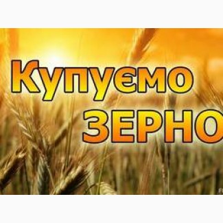 Закупівля мокрої кукурудзи урожаю 2023