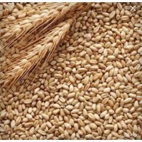 Закупаем пшеницу 2кл, 3кл, фуражное зерно, Запорізька обл
