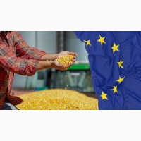 Куплю Кукурудзу від 100т по всій Україні