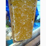 Продаю мед,пергу та інші продукти бджолярства