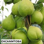 Продам САДЖАНЦІ Великий вибір!!! Фото