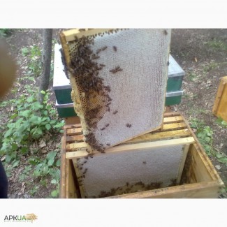 Продам мёд лесной из липы