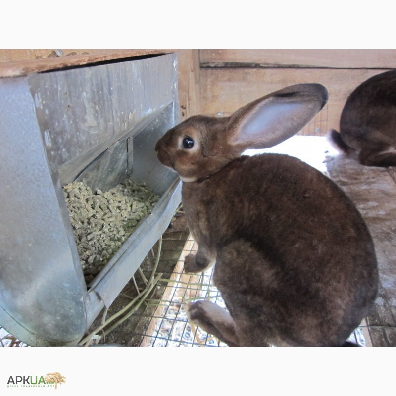 Фото 2. Продам кролики племенные- Рекс (шиншила, кастор)