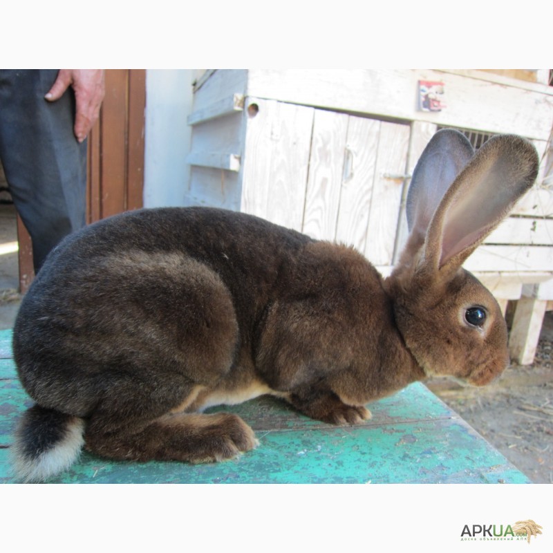 Фото 3. Продам кролики племенные- Рекс (шиншила, кастор)