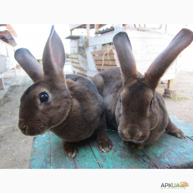 Фото 4. Продам кролики племенные- Рекс (шиншила, кастор)