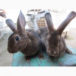 Продам кролики племенные- Рекс (шиншила, кастор)