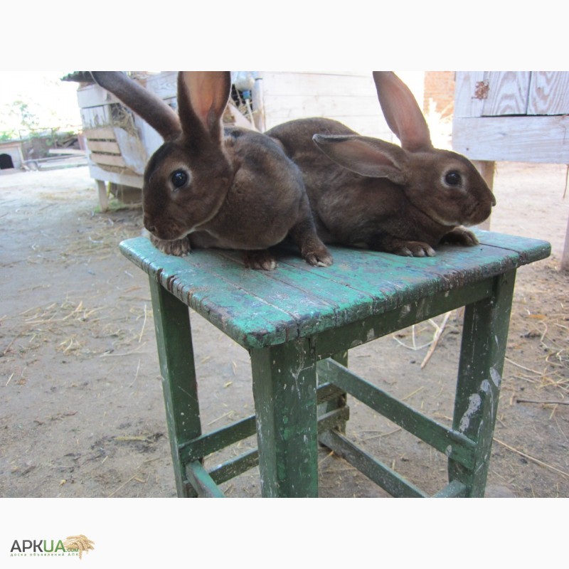 Фото 5. Продам кролики племенные- Рекс (шиншила, кастор)