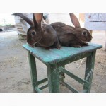 Продам кролики племенные- Рекс (шиншила, кастор)