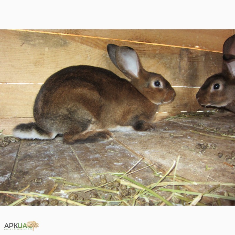 Фото 6. Продам кролики племенные- Рекс (шиншила, кастор)