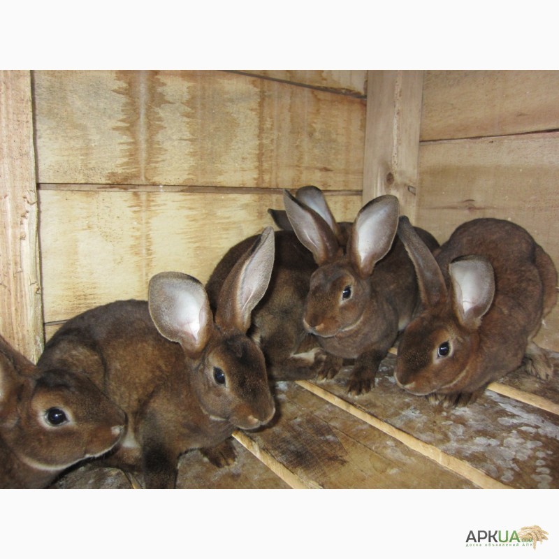 Фото 7. Продам кролики племенные- Рекс (шиншила, кастор)