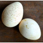 Продам яйцо инкубационное индейки кросса Биг-6(Big-6)