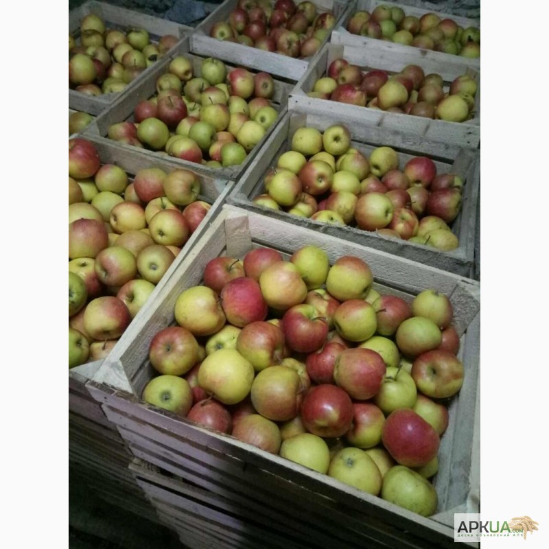 Фото 2. Продам яблука, НИЗЬКА ЦІНА, розпродаж