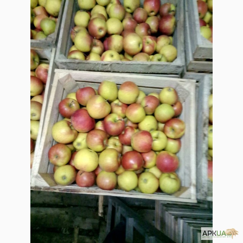 Фото 4. Продам яблука, НИЗЬКА ЦІНА, розпродаж