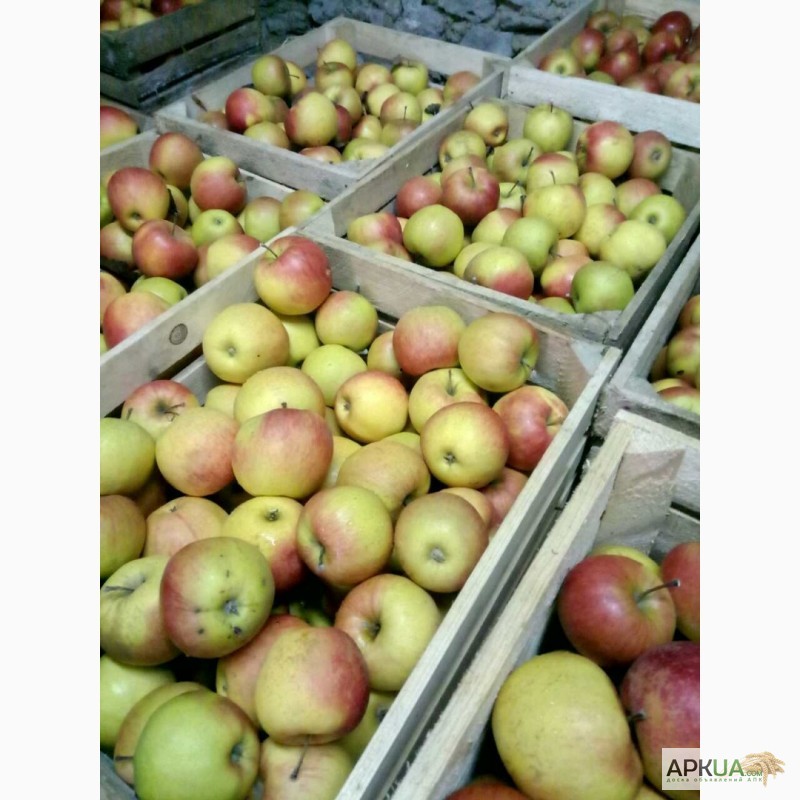 Фото 5. Продам яблука, НИЗЬКА ЦІНА, розпродаж