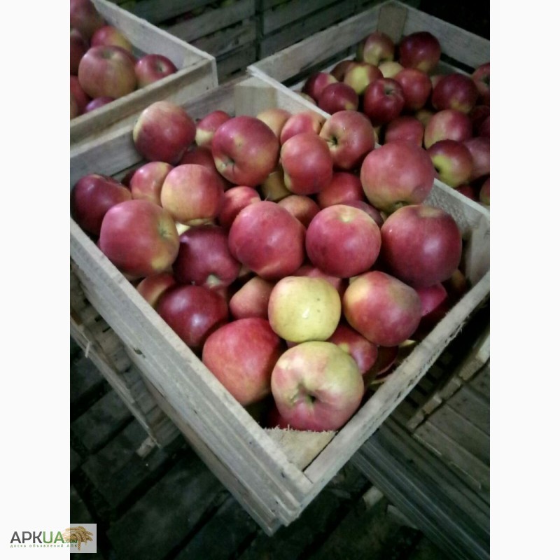 Фото 6. Продам яблука, НИЗЬКА ЦІНА, розпродаж