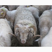 Куплю бараны, овцы козы