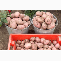 Семенной картофель Гранада, Рокко