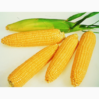 Семена кукурузы Новый, Здобуток, Моника
