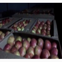 Продам яблоки оптом со склада Николаевская область