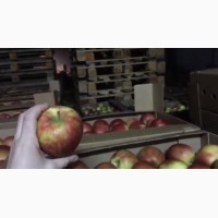 Продам яблоки оптом со склада Николаевская область