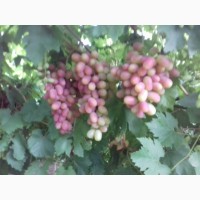 Продам виноград столовых сортов: Велес, Ливия, Преображение