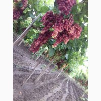 Продам виноград столовых сортов: Велес, Ливия, Преображение