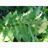 Семена Белена черная - Hyoscyamus niger L