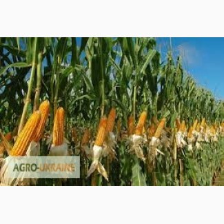 Посевной материал Кукуруза Манифик Оргинатор Семанс Франция Высокий потенциал урожайности