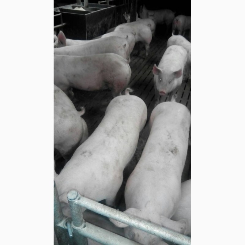 Фото 3. Продажа свиней, поросят живым весом