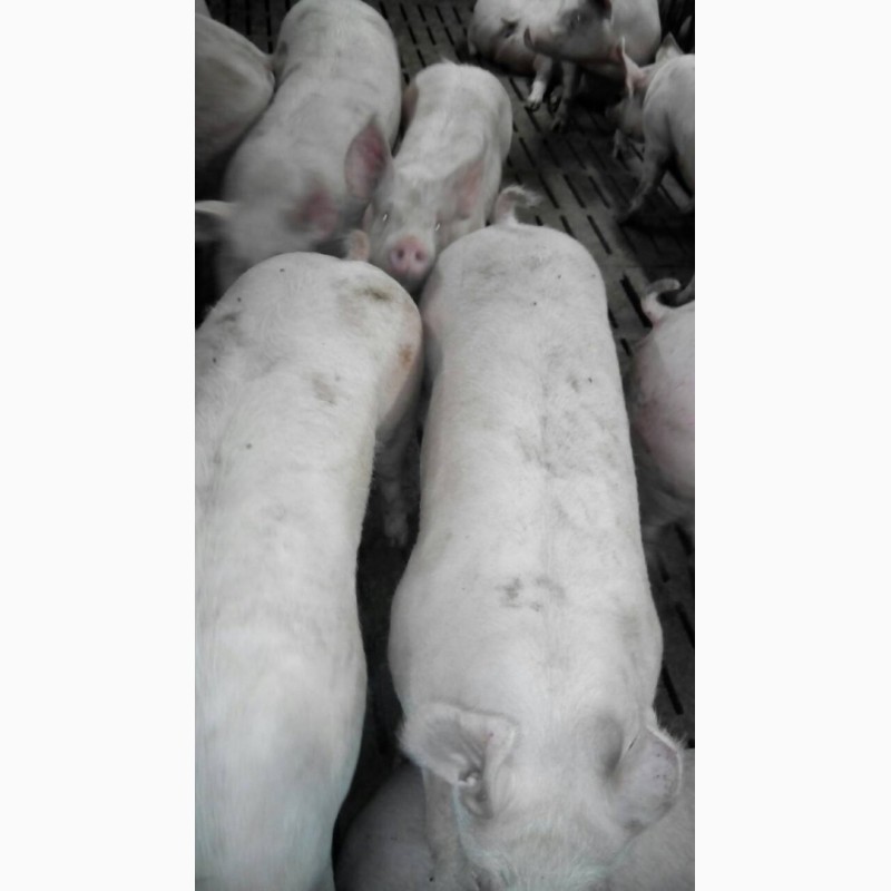Фото 4. Продажа свиней, поросят живым весом