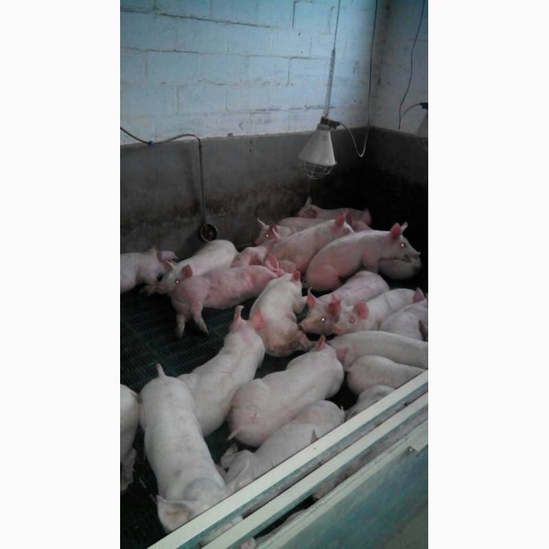 Фото 2. Продажа свиней, поросят живым весом