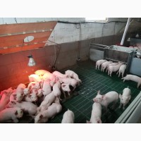 Продажа свиней, поросят живым весом