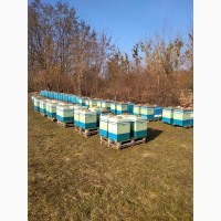Продам бджолопакети 120шт