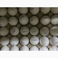 Продам яйцо куриное, перепелиное и меланж