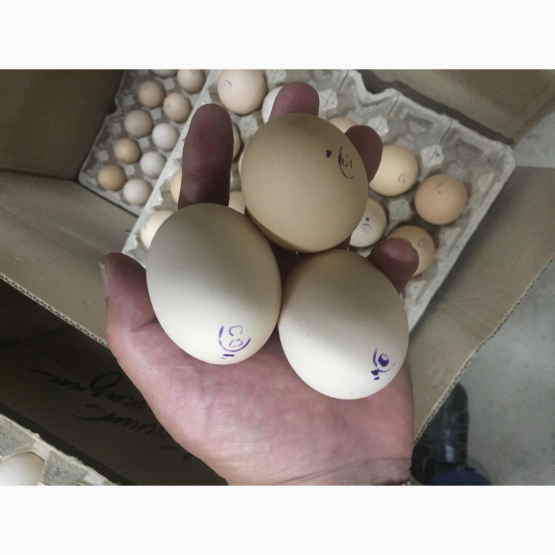 Фото 7. Продам яйцо куриное, перепелиное и меланж
