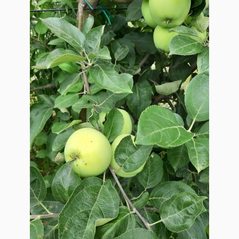 Фото 3. Продам яблоко оптом, сорт Папировка. Урожай 2019 года