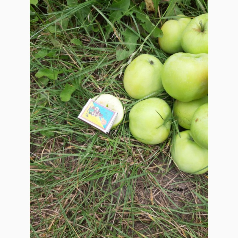 Фото 4. Продам яблоко оптом, сорт Папировка. Урожай 2019 года