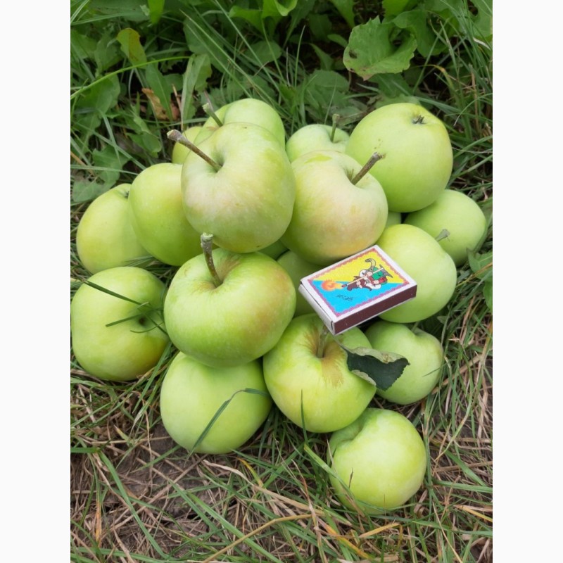 Фото 5. Продам яблоко оптом, сорт Папировка. Урожай 2019 года